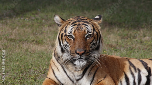 Canvas Print Closeup portrait of a Bengal Tiger