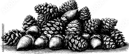 Vintage botanical engraving of fir cones - 19th century forest specimen art