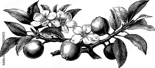 Vintage botanical illustration of fig tree branch with leaves and fruit