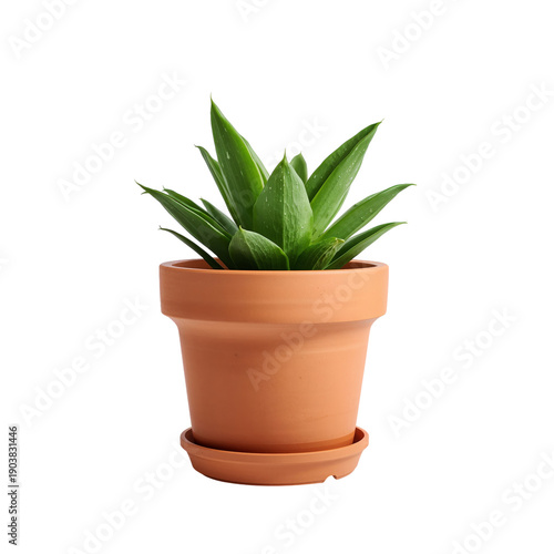 Indoor Plant in Terracotta Pot on White Background During Daylight