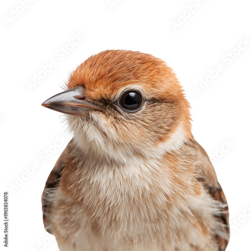 Bird Close up in Natural Light Showing Feathers and Eyes With Focus and Clarity