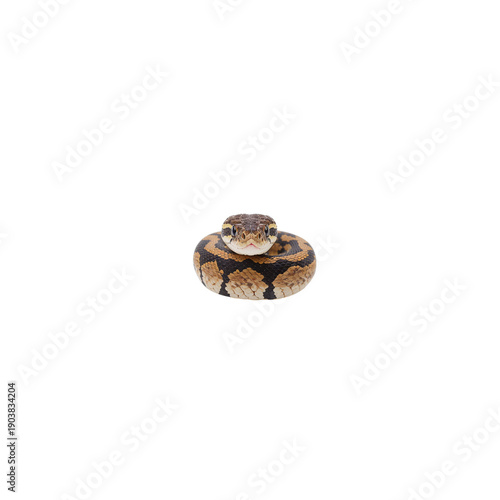 Snake Sits Curled up on a Flat Surface During the Day in a Light Environment