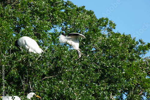 Photos Great Heron in a tree
