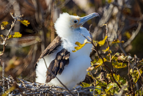 young frigate chick (Fregate minor) spreads wings