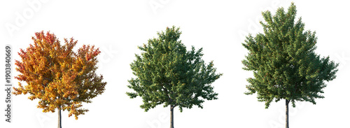 Tableau sur toile Set of summer and autumn Acer negundo (also known as the box elder, boxelder map