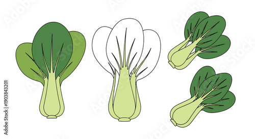 Bok Choy Line art color flat style