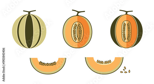 Cantaloupe Line art colorful digital illustration