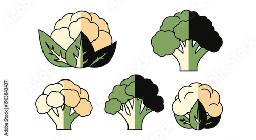 Cauliflower Line art color filled modern design