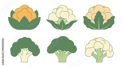 Cauliflower Line art colorful professional design