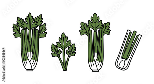 Celery Line art digital illustration
