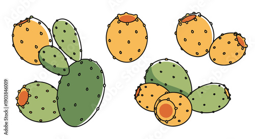 Indian Fig Line art vibrant color