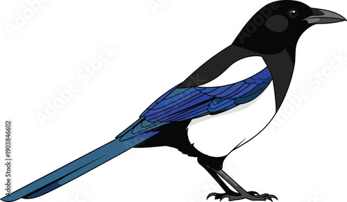 Detailed illustration of magpie bird with black, white, and blue plumage, long tail feathers, sharp beak, ornithology artwork, educational avian species diagram for bird studies