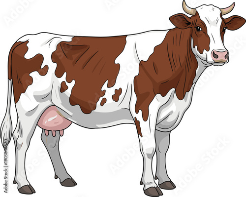 Detailed illustration of dairy cow with white and brown coat, visible horns, udder, hooves, livestock artwork, agricultural diagram, farm animal anatomy drawing for education