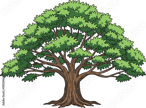 Detailed illustration of mature tree with thick trunk, spreading branches, lush green foliage canopy, ecological artwork, environmental education diagram