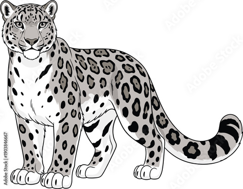 Detailed illustration of snow leopard with thick spotted coat, rosettes, bushy tail, muscular build, endangered wildlife artwork, animal anatomy drawing, educational nature diagram for biology