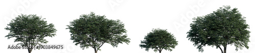 Fotografie Set of Lonicera maackii (the Amur honeysuckle) isolated png in sunny daylight on