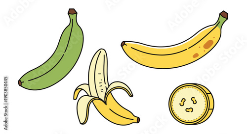 Plantain Line art filed color clean design