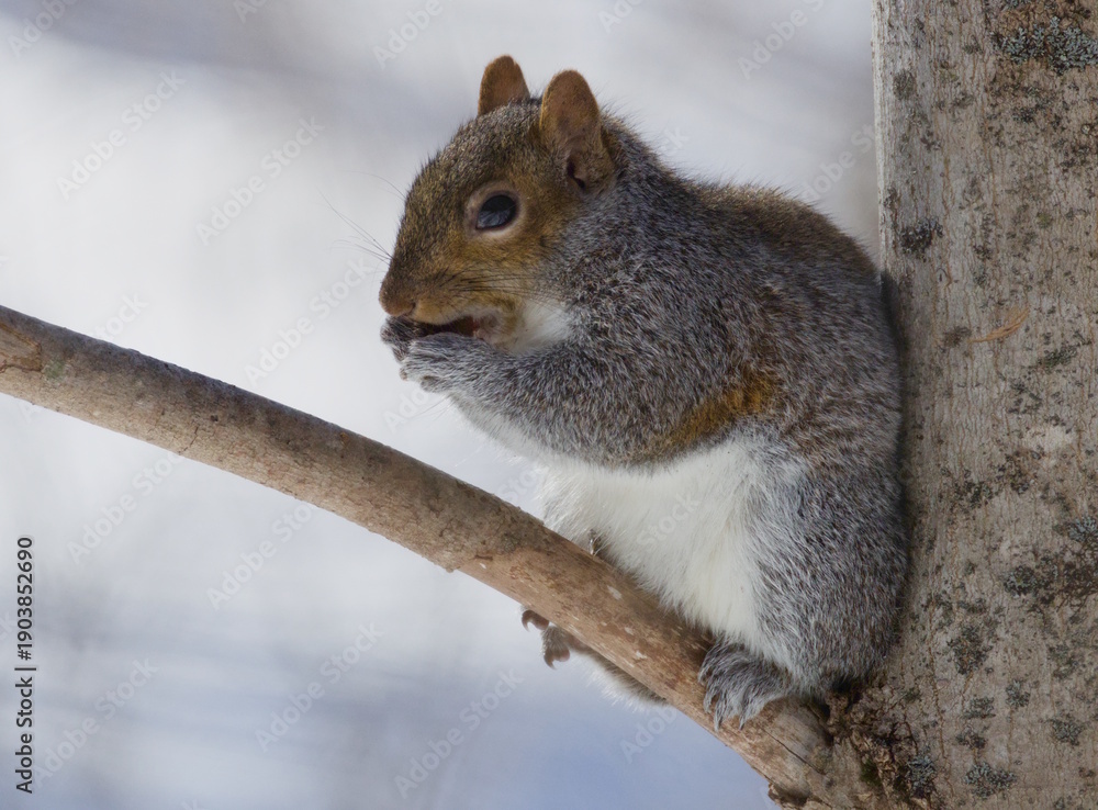 Fototapeta premium Squirrel Having A Snack