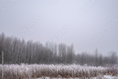 Wallpaper Mural Frozen Meadow with Bare Trees and Misty Winter Atmosphere Torontodigital.ca