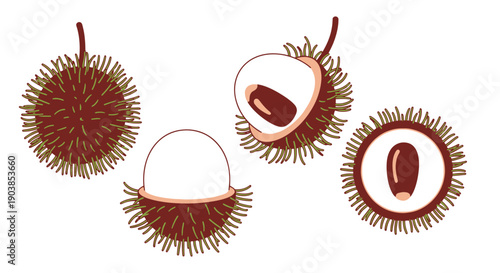 Rambutan Line art colorful digital illustration