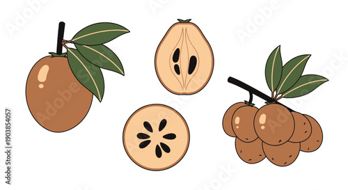 Sapodilla Line art color flat style