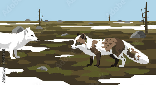 Two arctic foxes in different seasonal coats face each other in a minimalist tundra landscape with melting snow and bare trees, depicted in a flat vector illustration style