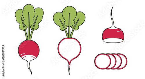 Radish Line art high quality