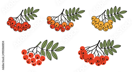 Rowan Berry Line art color minimal style