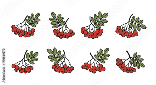 Rowan Berry Line art luxury color outline design