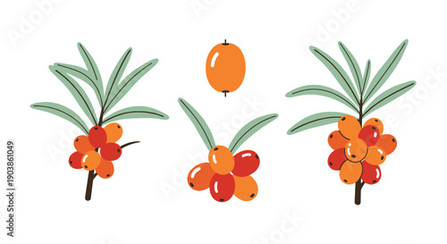 Sea Buckthorn Line color unique design