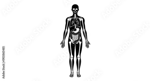 Human body anatomy illustration with visible internal organs.