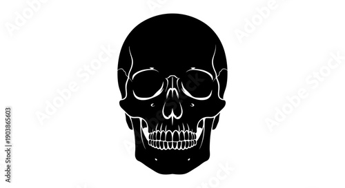 Black and white illustration of a human skull.