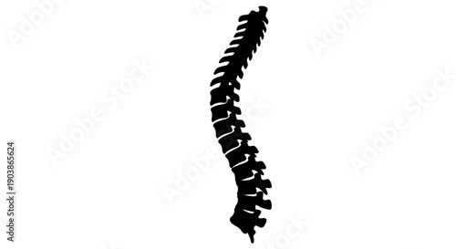 Human Spine Silhouette Isolated on White Background.