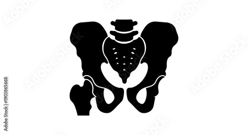 Human Pelvis Anatomy Silhouette Illustration.