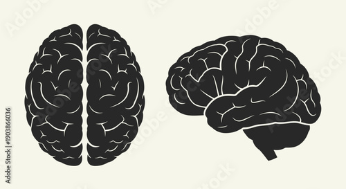 Human Brain Illustration Top and Side View.