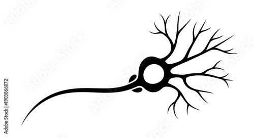 Black Silhouette of a Neuron Cell with Dendrites and Axon.