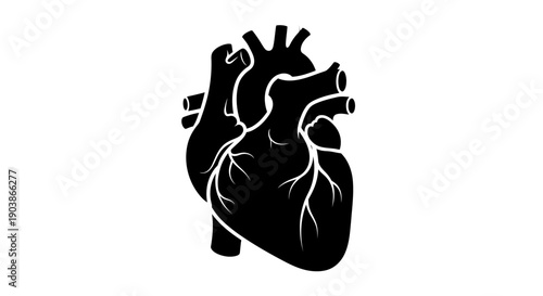 Simple black and white illustration of a human heart.