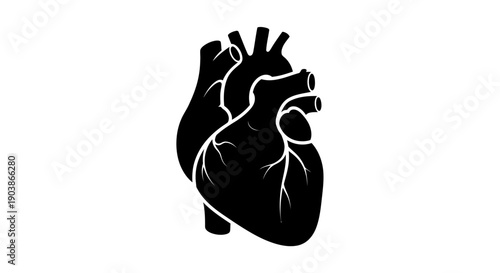 Black and white anatomical illustration of a human heart.
