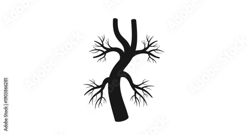 Human Trachea and Bronchi Anatomy Illustration.