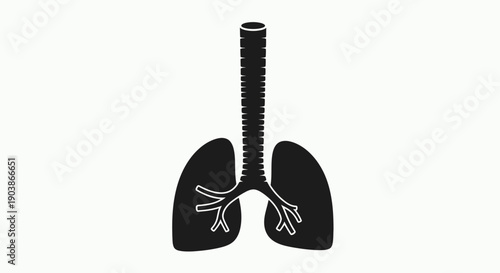 Human lungs anatomy illustration with trachea and bronchi.