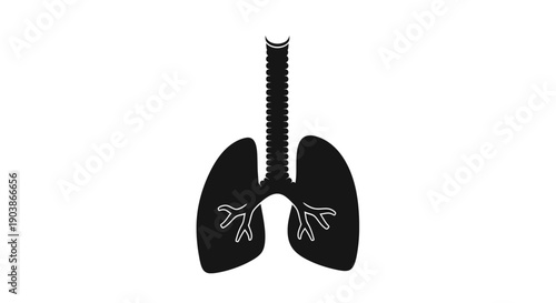 Human lungs anatomy illustration on white background.