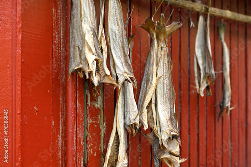 Obraz na plátně Cod stockfish hang to dry.