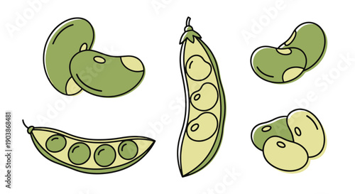 Lima Beans Line art color unique design
