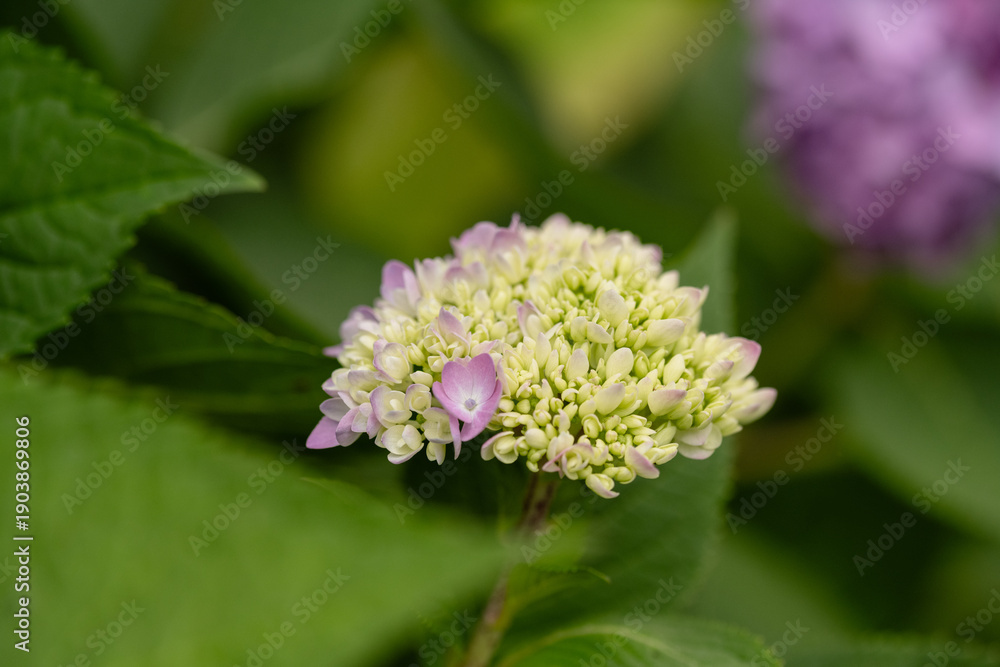 Obraz premium Hydrangea bud blooming with soft pink petals