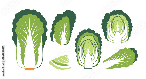 Napa Cabbage Line colorful professional design