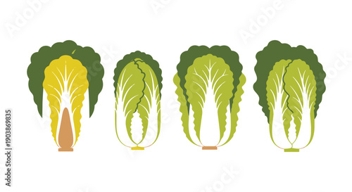 Napa Cabbage Line filed color illustration