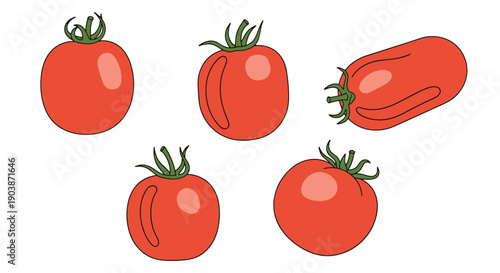 Roma Tomato Line art premium color outline design