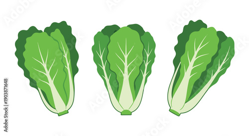 Romaine Lettuce Line modern design