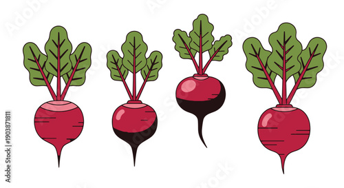 Red Beet Line art color minimal style