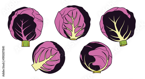 Red Cabbage Line art digital illustration